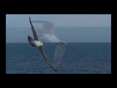 Roger Evernden – Soaring and Swooping (Seagulls)